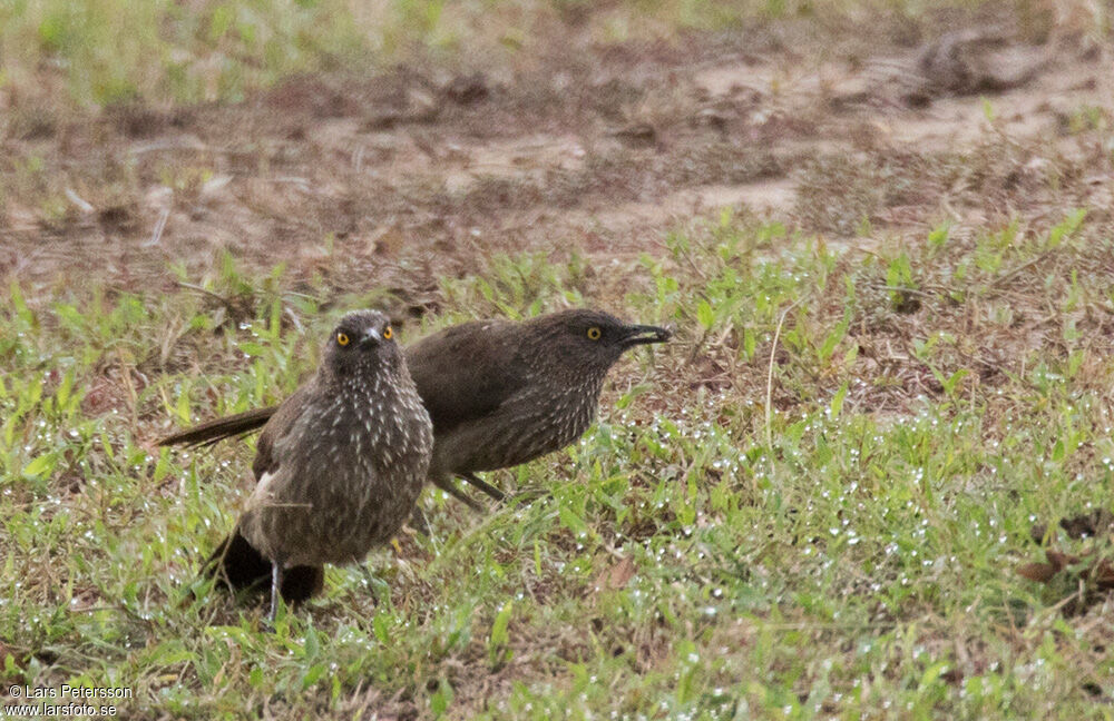 Arrow-marked Babbler