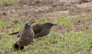 Arrow-marked Babbler