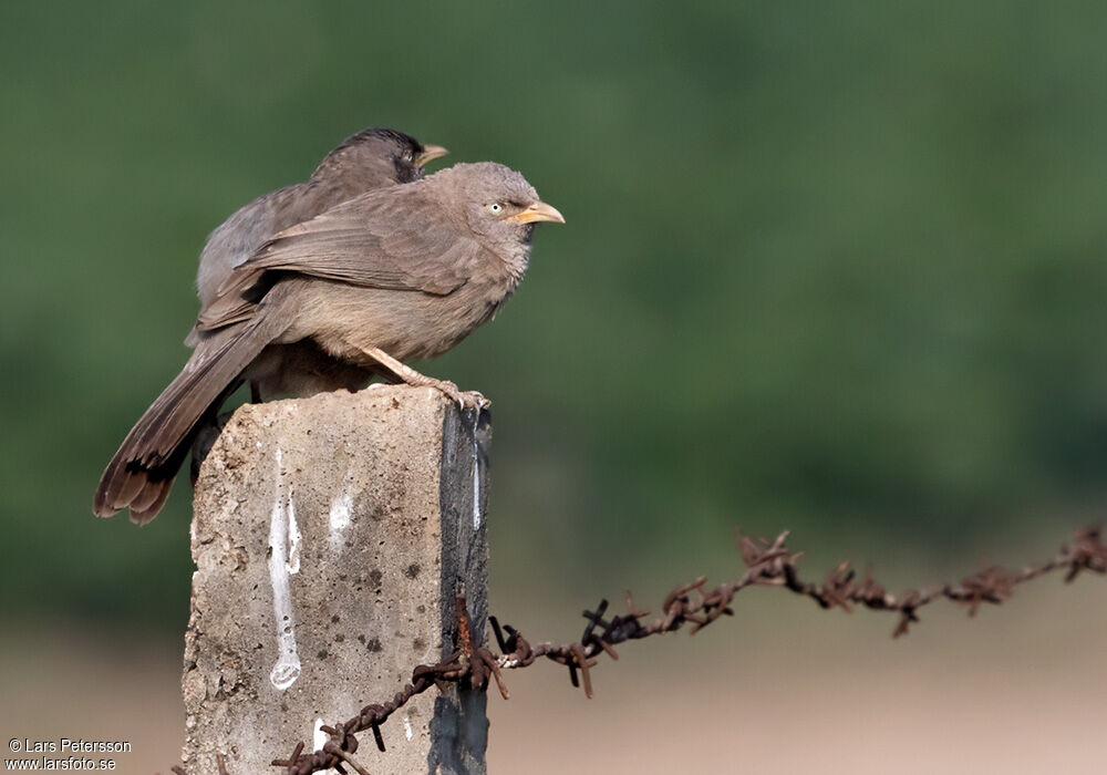 Large Grey Babbler