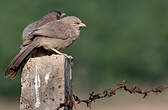 Cratérope gris