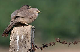 Large Grey Babbler