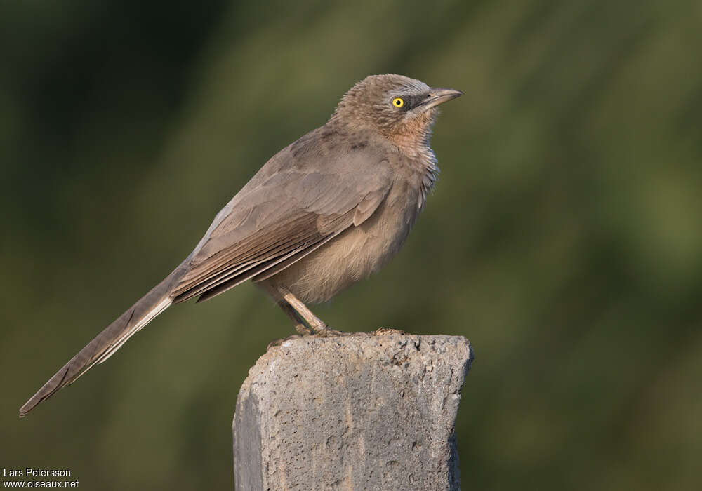 Cratérope grisadulte, identification