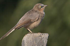 Large Grey Babbler