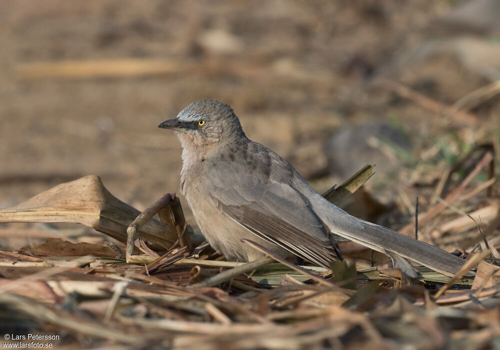 Large Grey Babbler