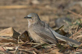 Large Grey Babbler