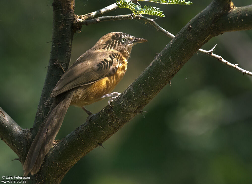 Rufous Chatterer