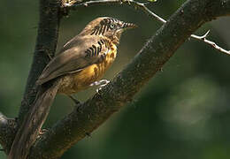 Rufous Chatterer