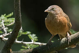 Rufous Chatterer