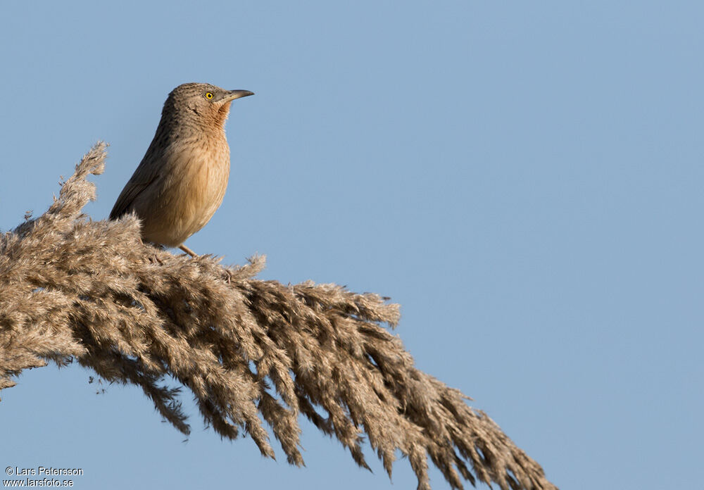 Striated Babbler