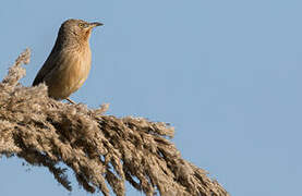 Striated Babbler