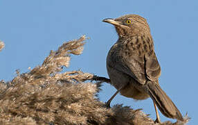 Striated Babbler