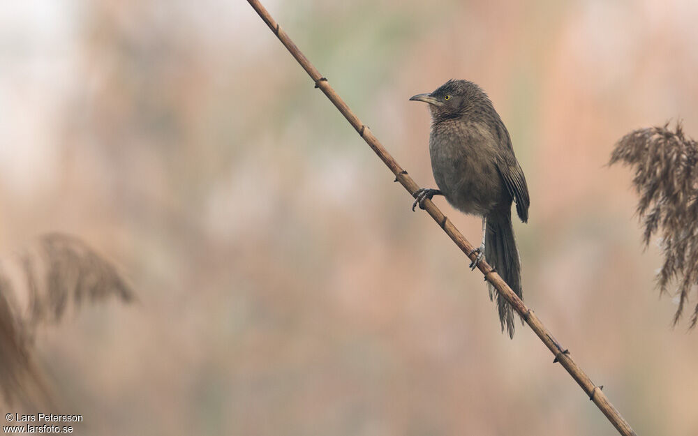 Striated Babbler