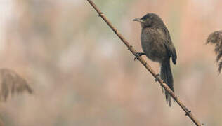 Striated Babbler