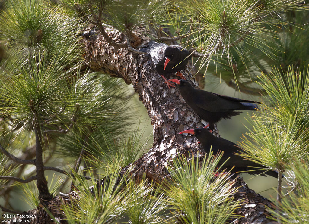 Red-billed Chough