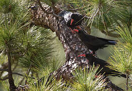 Red-billed Chough