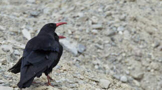 Red-billed Chough