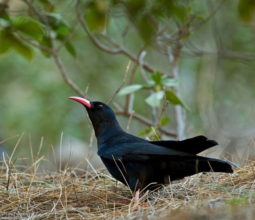 Red-billed Chough