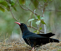 Red-billed Chough