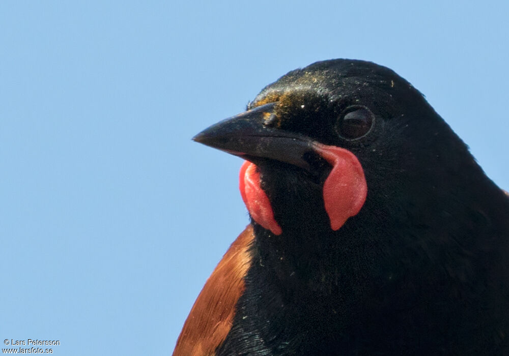 North Island Saddleback