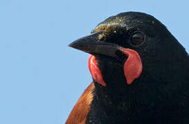 North Island Saddleback