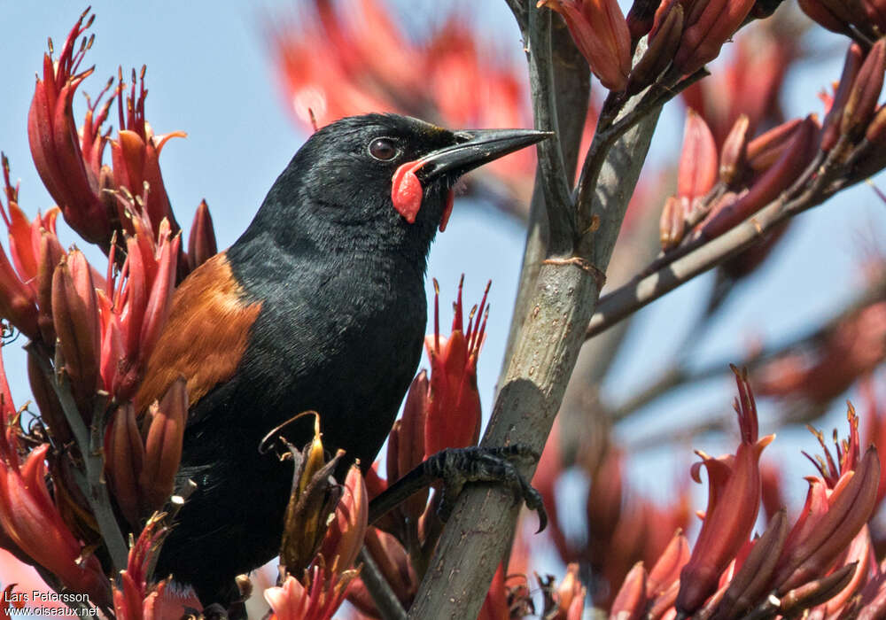 North Island Saddlebackadult, close-up portrait