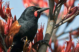 North Island Saddleback