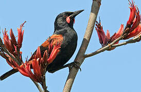 North Island Saddleback