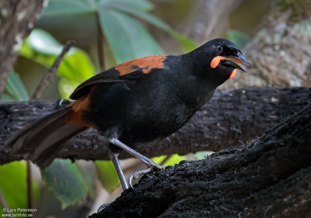 South Island Saddleback