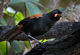 South Island Saddleback