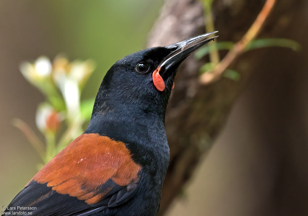 South Island Saddleback