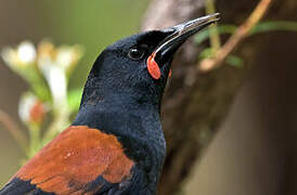 South Island Saddleback