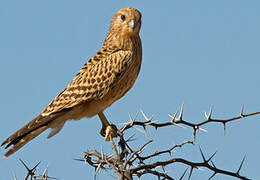 Greater Kestrel