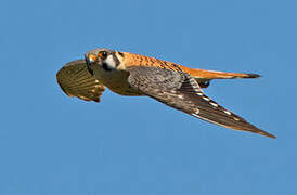 American Kestrel