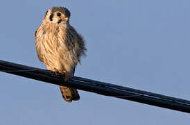 American Kestrel