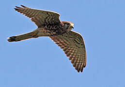 Spotted Kestrel