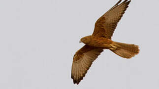 Fox Kestrel