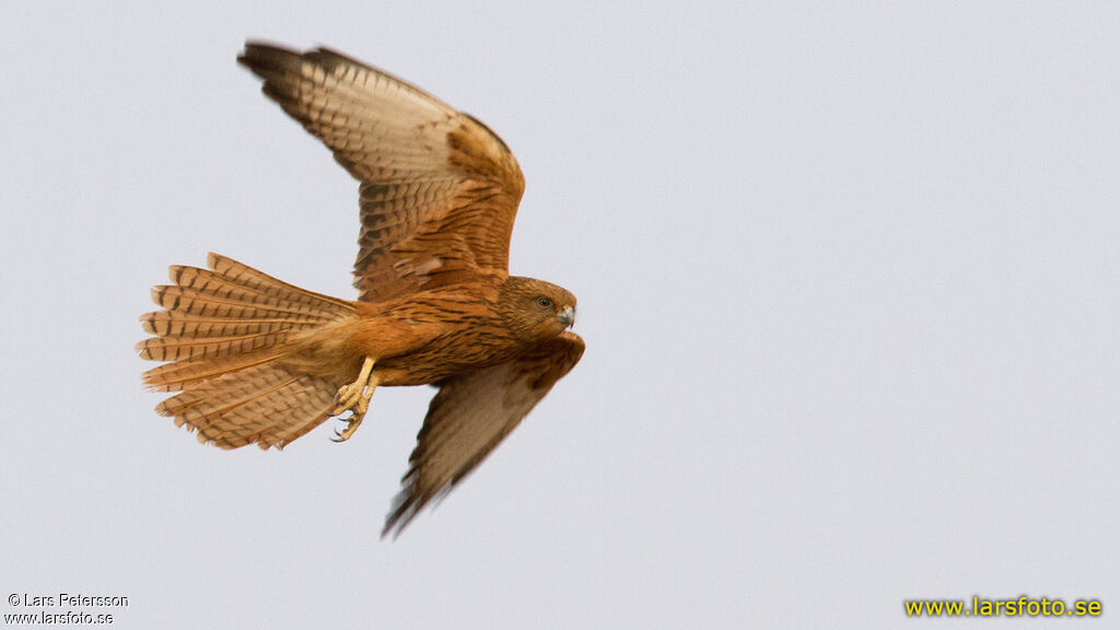 Fox Kestrel