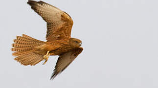 Fox Kestrel