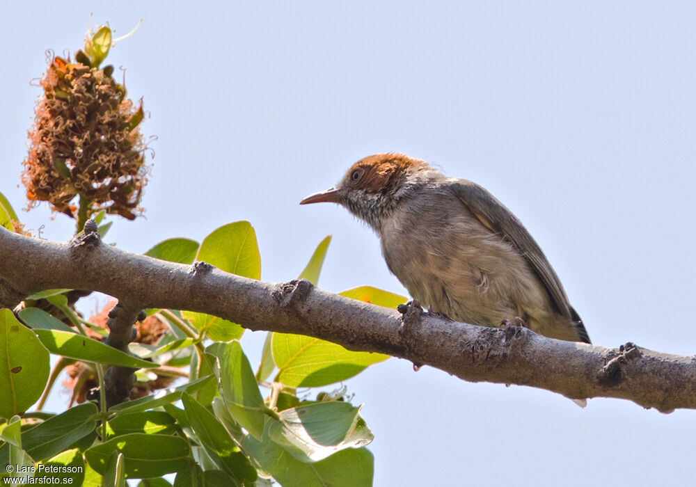 Red-capped Crombec