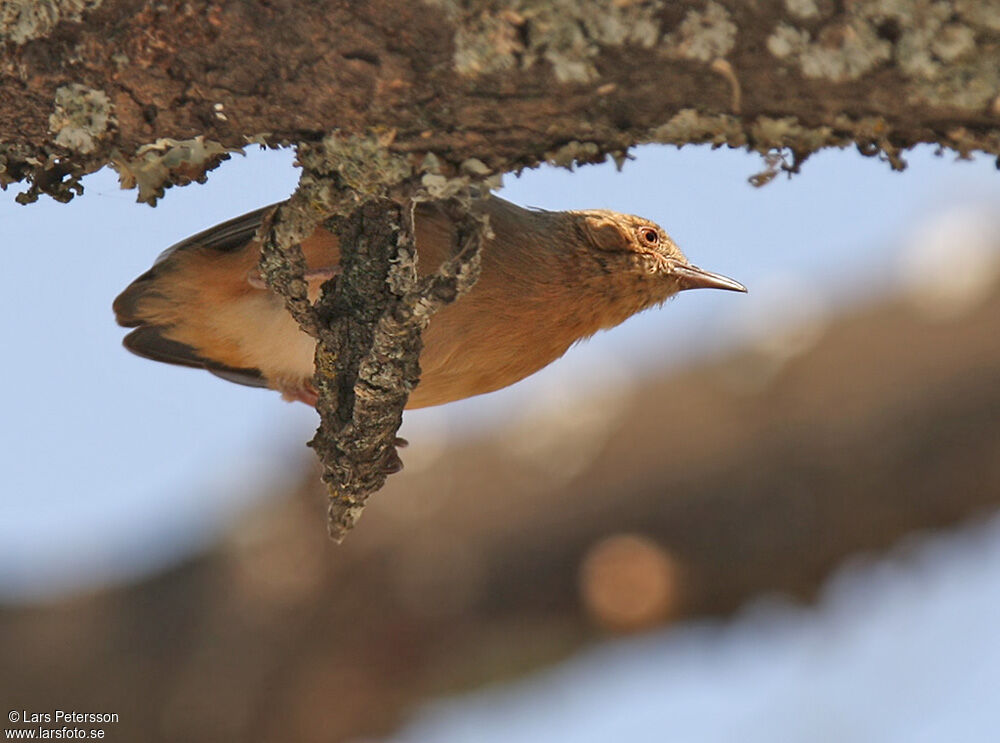 Red-faced Crombec