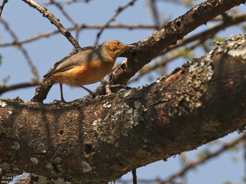 Red-faced Crombec