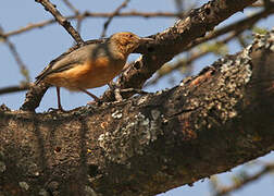 Red-faced Crombec