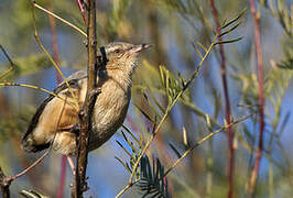 Long-billed Crombec