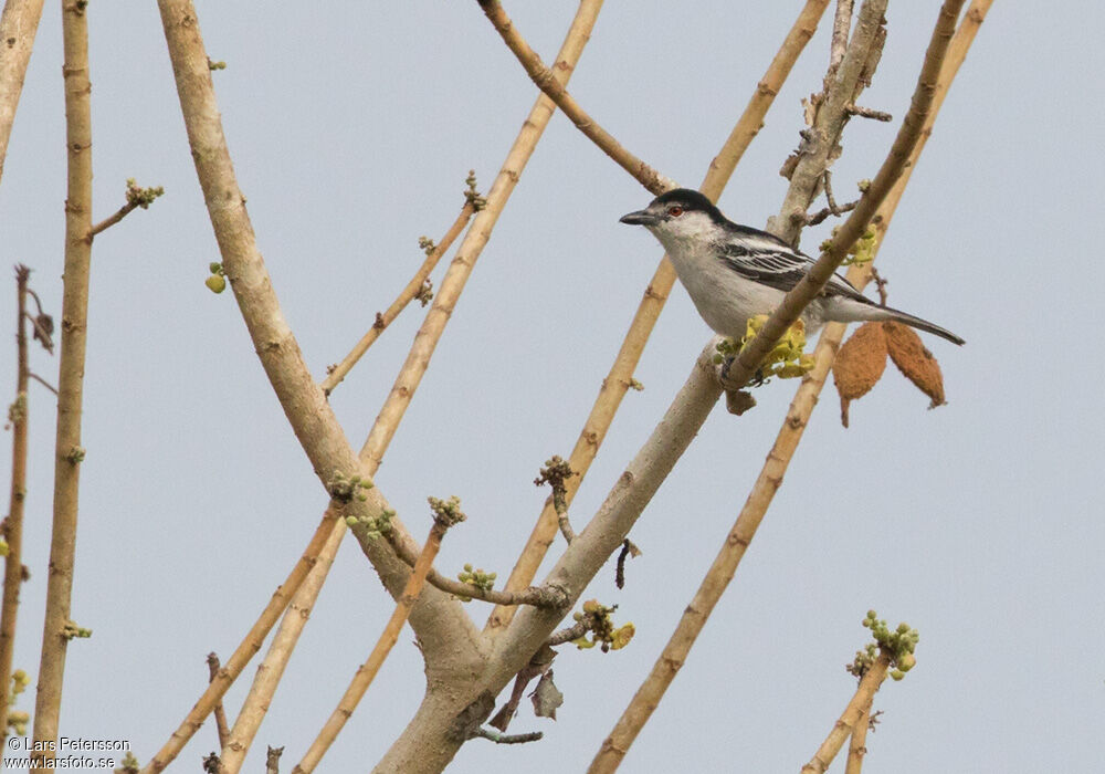 Black-backed Puffback