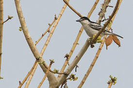 Black-backed Puffback