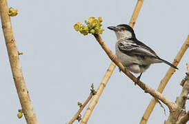 Black-backed Puffback