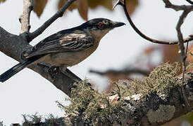 Black-backed Puffback