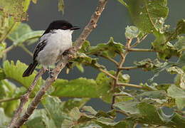 Northern Puffback