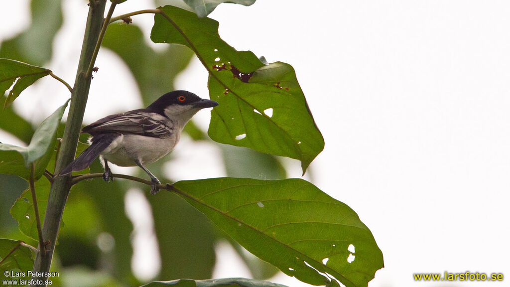 Northern Puffback