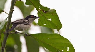 Northern Puffback